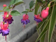 -鼓浪屿牌馅饼(博物馆店)