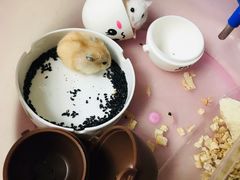 -中环花鸟鱼虫市场