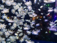 -太平洋海底世界