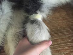 -瑞派动物医院·猫专科·至诚(江南中分院)