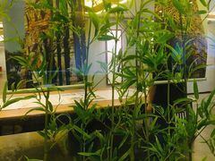 -大佛寺高级素食自助餐厅