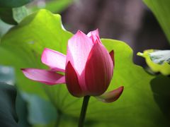 -广州莲花山旅游区