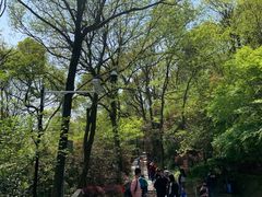 -上海佘山国家森林公园西佘山园