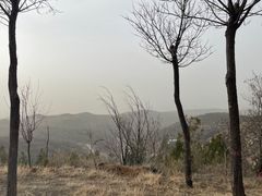 -五龙城郊森林公园