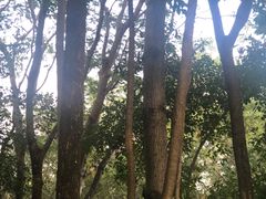 -深圳龙潭公园