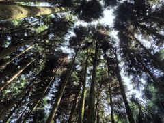 -武陵山森林公园