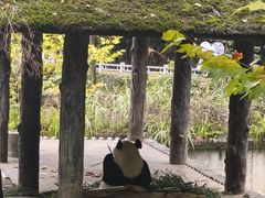 -中国大熊猫保护研究中心雅安碧峰峡基地