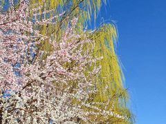 -桃花堤公园
