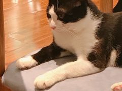 -绒爪撸猫下午茶·猫咖