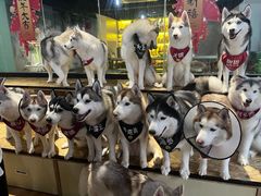 -Husky Go! 哈士奇体验馆·宠物咖啡厅狗咖