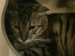 -more than meow吴止猫主题餐厅(承德 中船汇店)