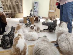 -猫和宫(六道口店)