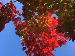 景点-北海道厅旧本厅舍(旧本庁舎)