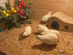 -夏阳湖皇冠假日酒店-自助餐厅