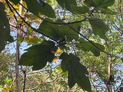 -三门江国家森林公园