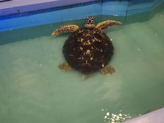 -洛阳龙门海洋馆