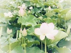 -梁鸿国家湿地公园