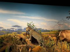 -陕西自然博物馆