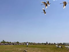 -盐城丹顶鹤湿地生态旅游区