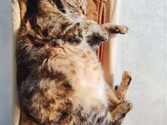 -关爱宠物医院·猫科中心·消化科(滨湖万达分院)
