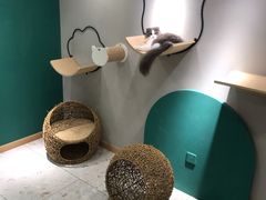 -飞行喵MR PILOT|猫舍·猫咖(静安大融城店)