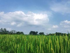 iphone_upload_pic-丫丫蟹庄·苏式园林农家乐·阳澄湖大闸蟹(阳澄湖莲花岛店)