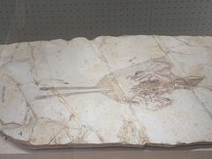 -辽宁古生物博物馆