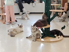-共舞时光猫咖·狗咖(新街口店)