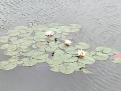 -荷花荡