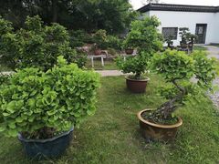 -盆景园(扬州大运河文化旅游度假区)