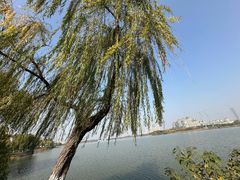 -金银湖国家城市湿地公园