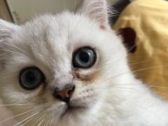 -Bastet sally猫舍购宠(静安店)