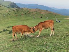-大姆山草场