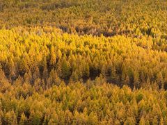 -莫尔道嘎国家森林公园