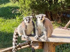 -大连森林动物园