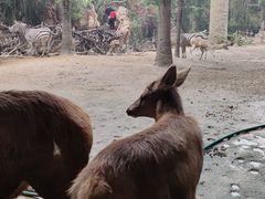 -长鹿旅游休博园