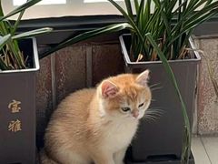 -东方名猫馆·英短金渐层布偶猫舍(环线广场1号楼店)