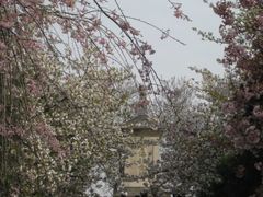 -西安青龙寺遗址景区