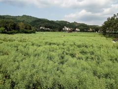-红山村