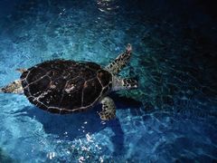 -欢乐海岸海洋奇梦馆