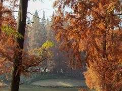 -黄海国家森林公园