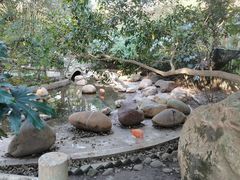 -上海野生动物园