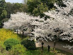 -武汉大学-樱园