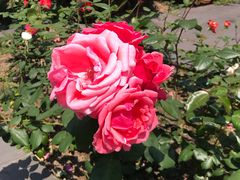 -同济大学本部学苑饮食广场