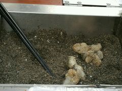 -叶氏麻糍(鼓浪屿店)