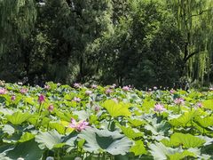 -承德避暑山庄景区