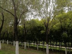 -永定河休闲森林公园