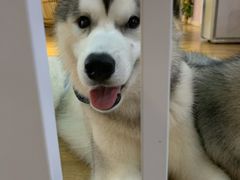 -Husky Go! 哈士奇体验馆·宠物咖啡厅狗咖