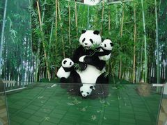 -济州岛泰迪熊博物馆