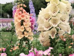 -深圳国际园林花卉博览园